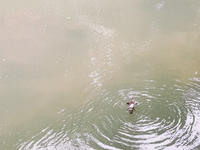 eungella platypus viewing