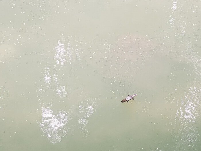 eungella platypus