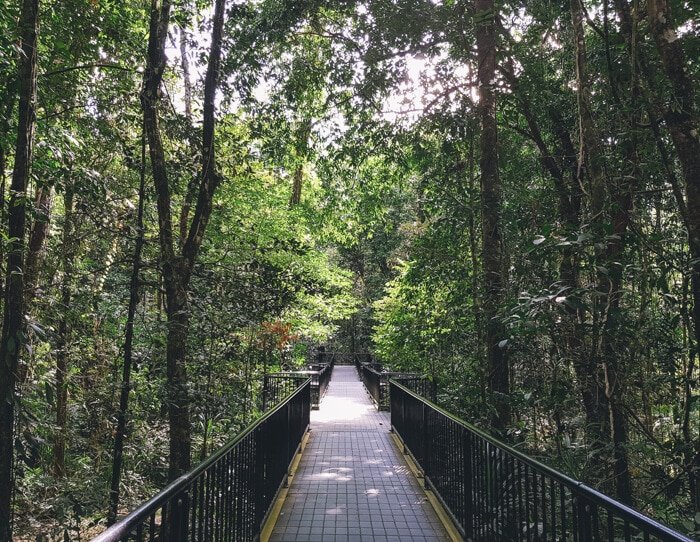 mossman gorge daintree rainforest