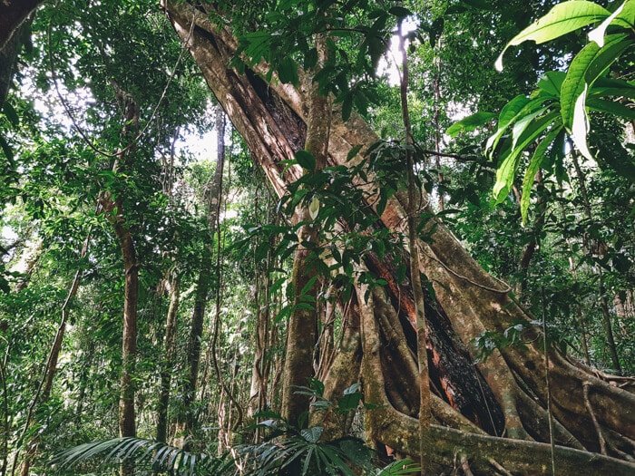 mossman gorge queensland australia