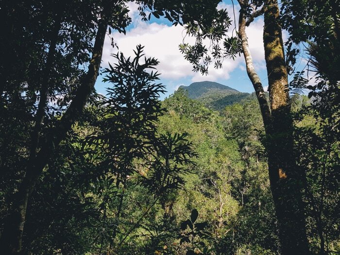mossman river gorge