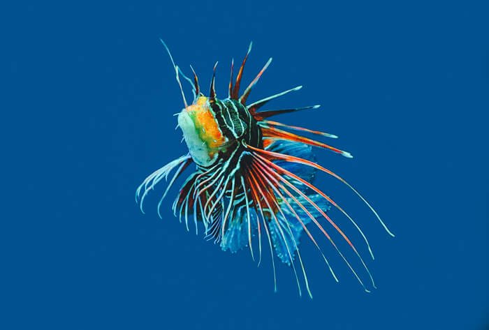 port douglas great barrier reef tour