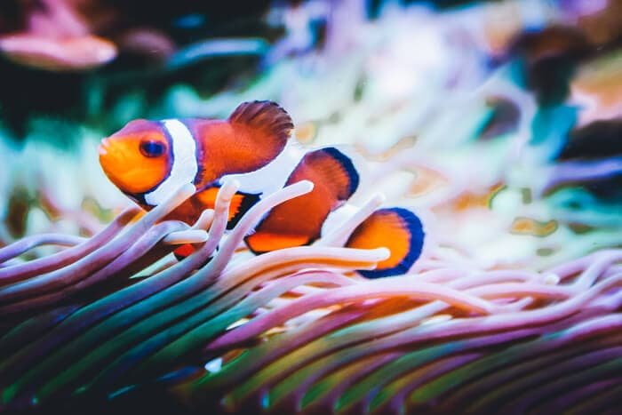 great barrier reef best places