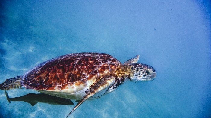 liveaboard great barrier reef