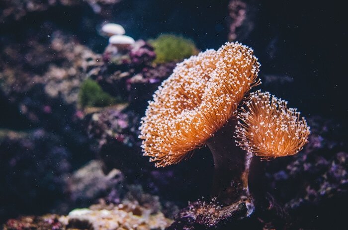 things to do at the great barrier reef