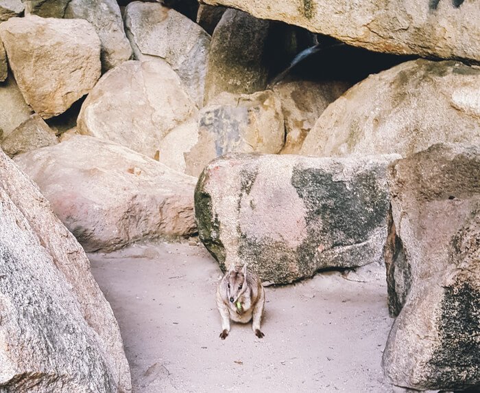 magnetic island day trip