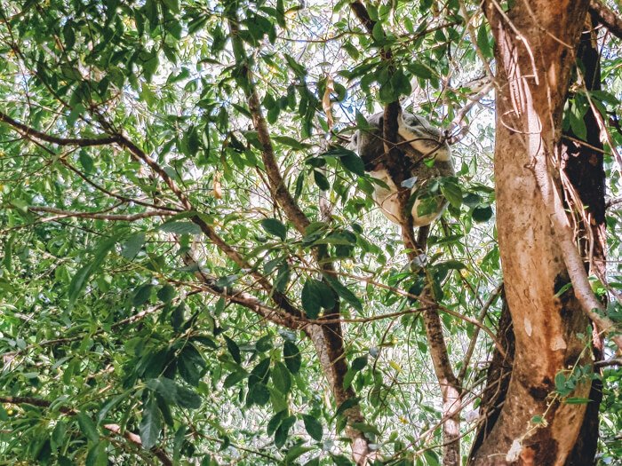 magnetic island koala walk
