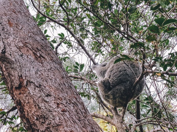 things to do in magnetic island
