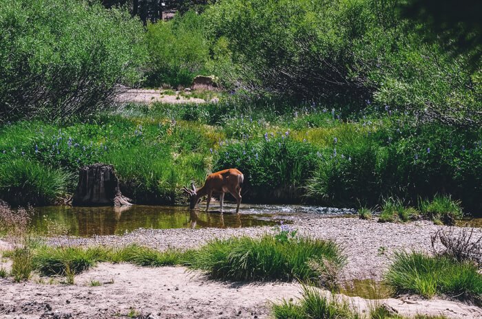 top yosemite hikes