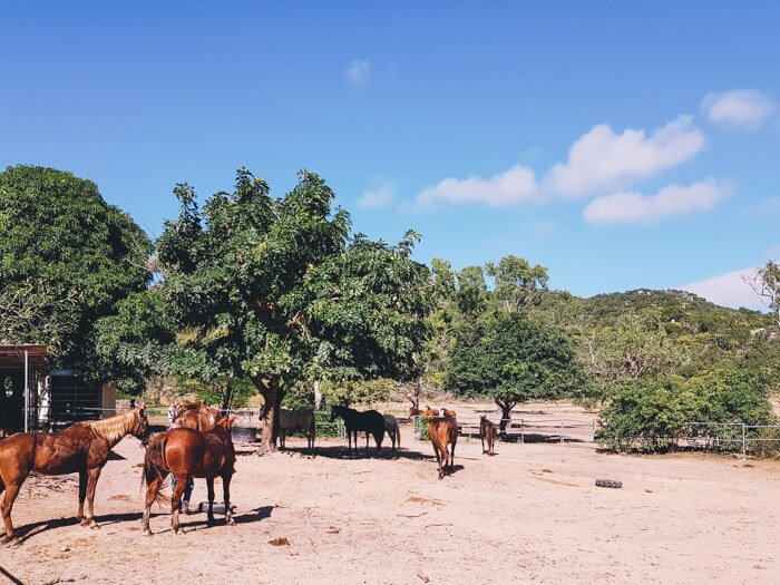 what to do magnetic island