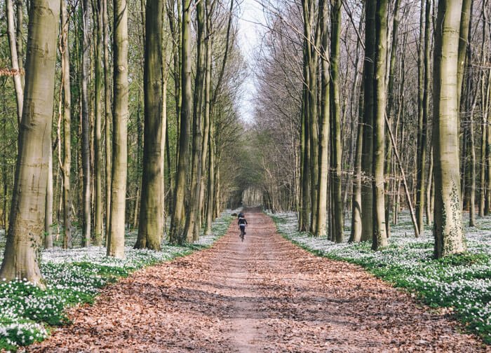 forest belgium