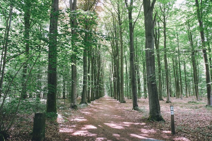 heverlee bos