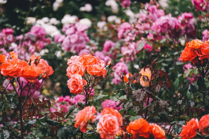 rose garden