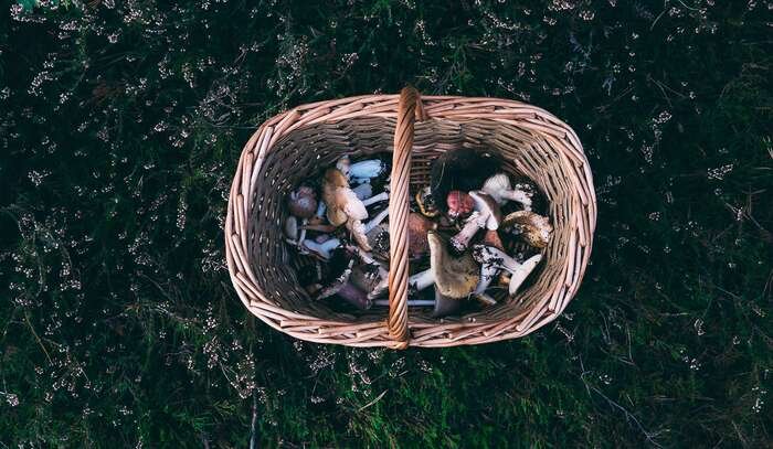 Mushroom Foraging