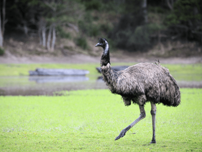 emu