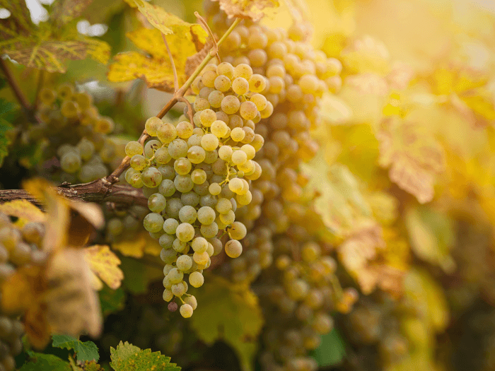 ice wine