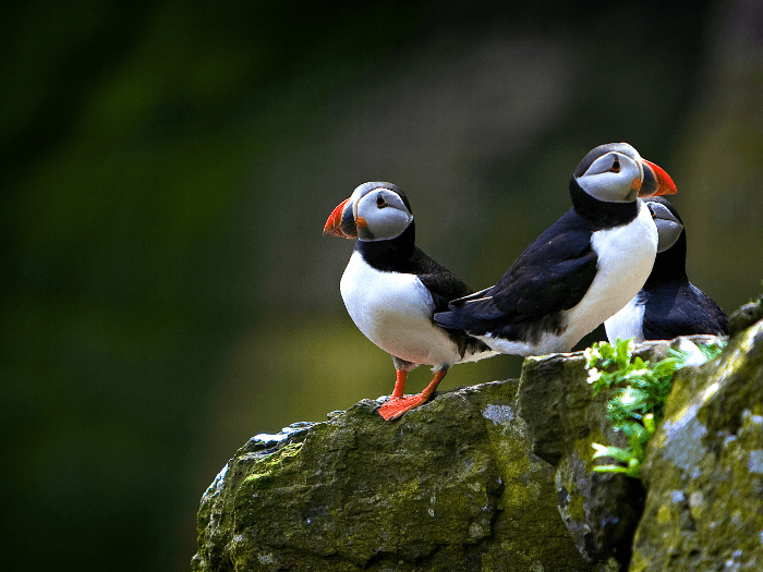 puffin