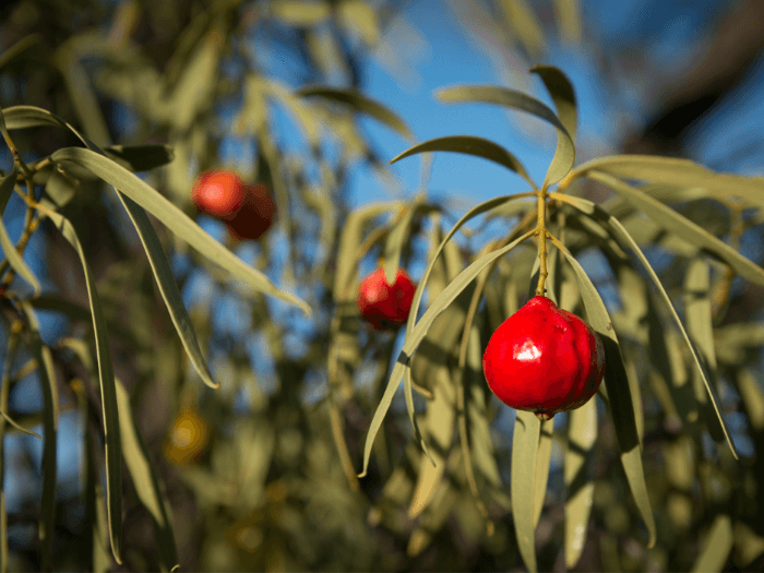 quandong