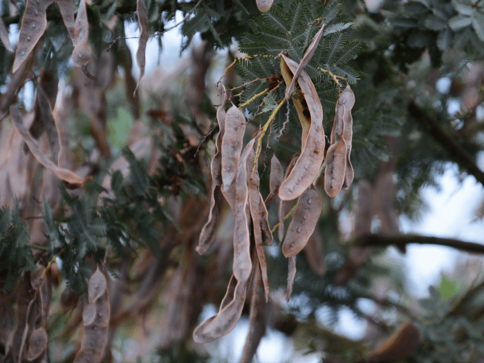 wattleseed