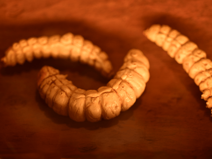 witchetty grub