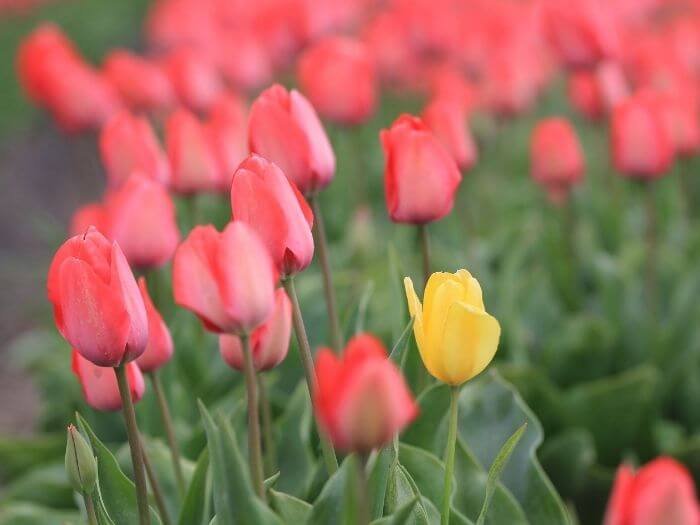 keukenhof netherlands