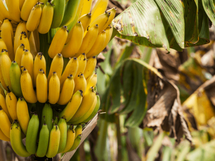 Banana Tour