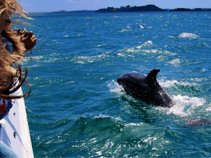 Whale watching
