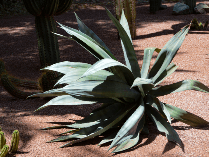 agave plant