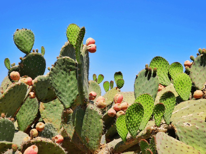 cool facts about mexico