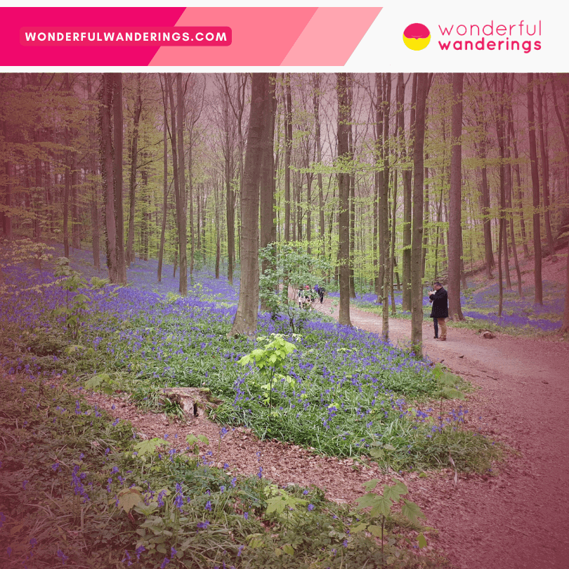 Hallerbos forest