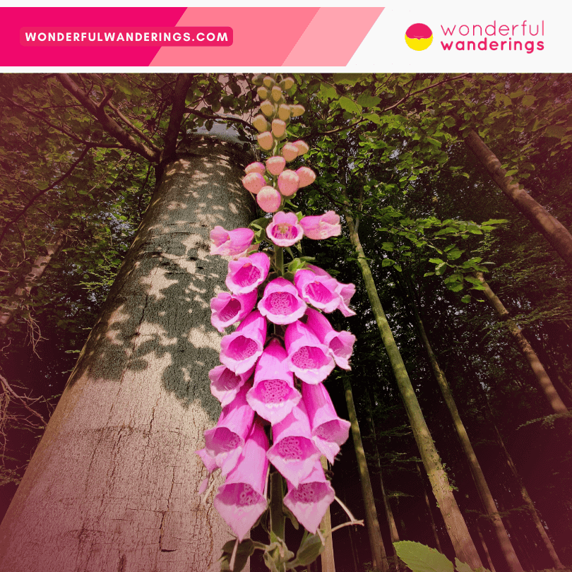 Hallerbos forest pink flowers