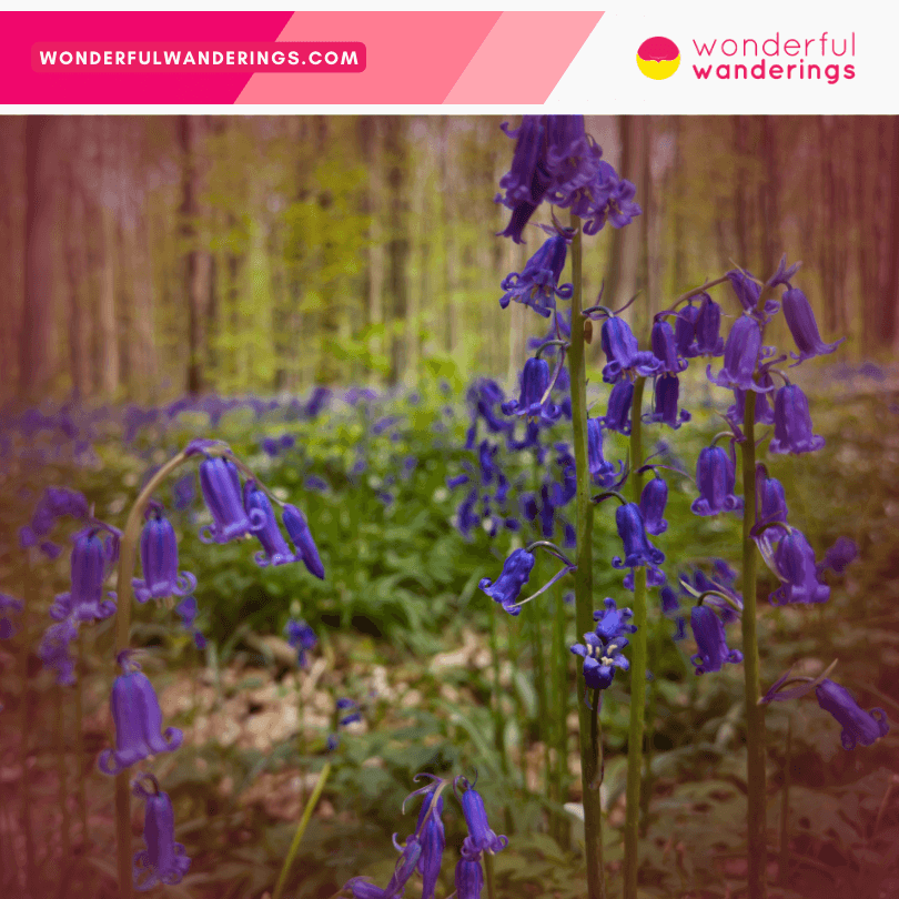 Hallerbos forest flowers