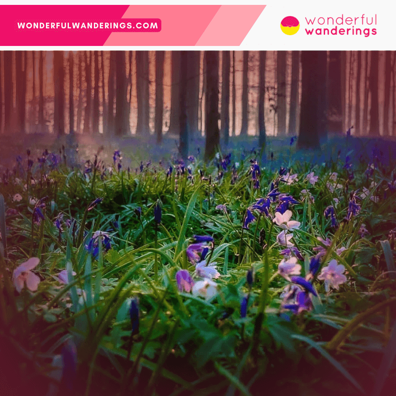 Hallerbos forest flowers