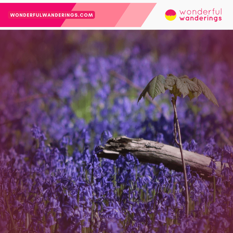 Hallerbos forest field of flowers