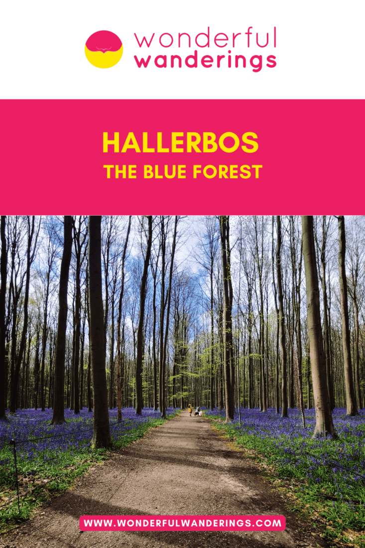 Hallerbos Pinterest image
