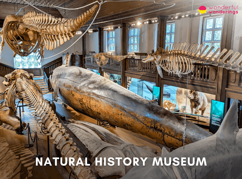 Natural History Museum