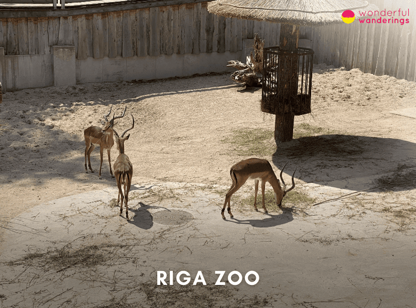 Riga Zoo