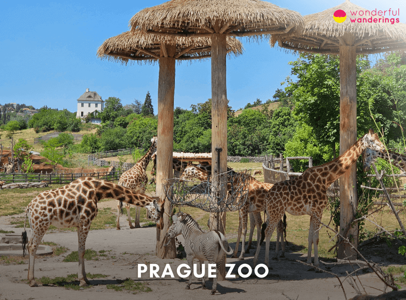 Prague Zoo
