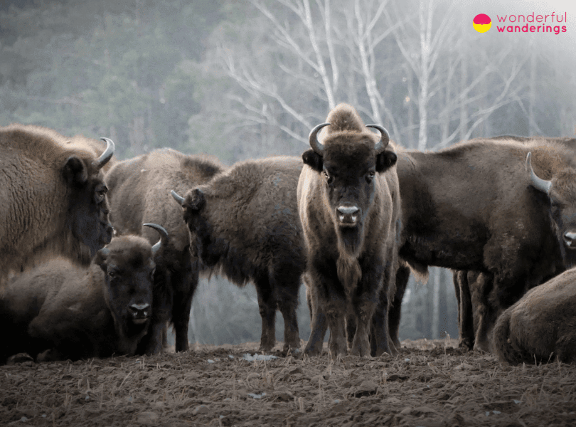 Poland Heaviest Wild Land Animal