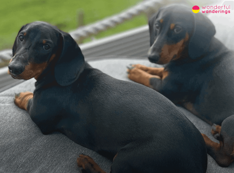 Poland Sausage Dogs